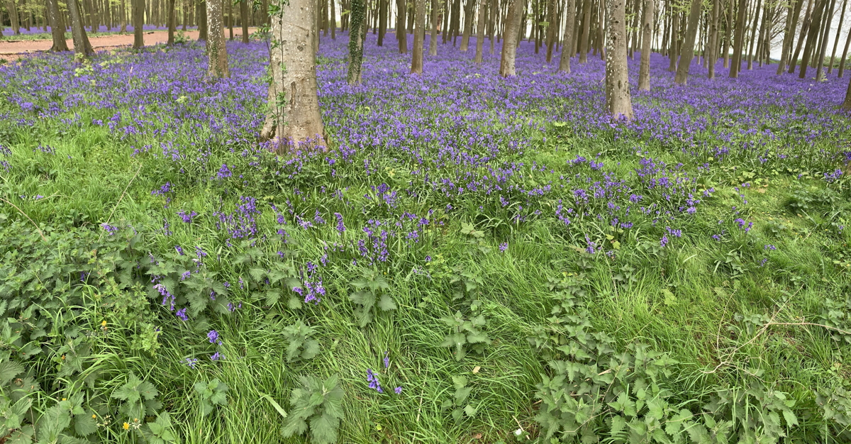 The Bluebells of Badbury Hill