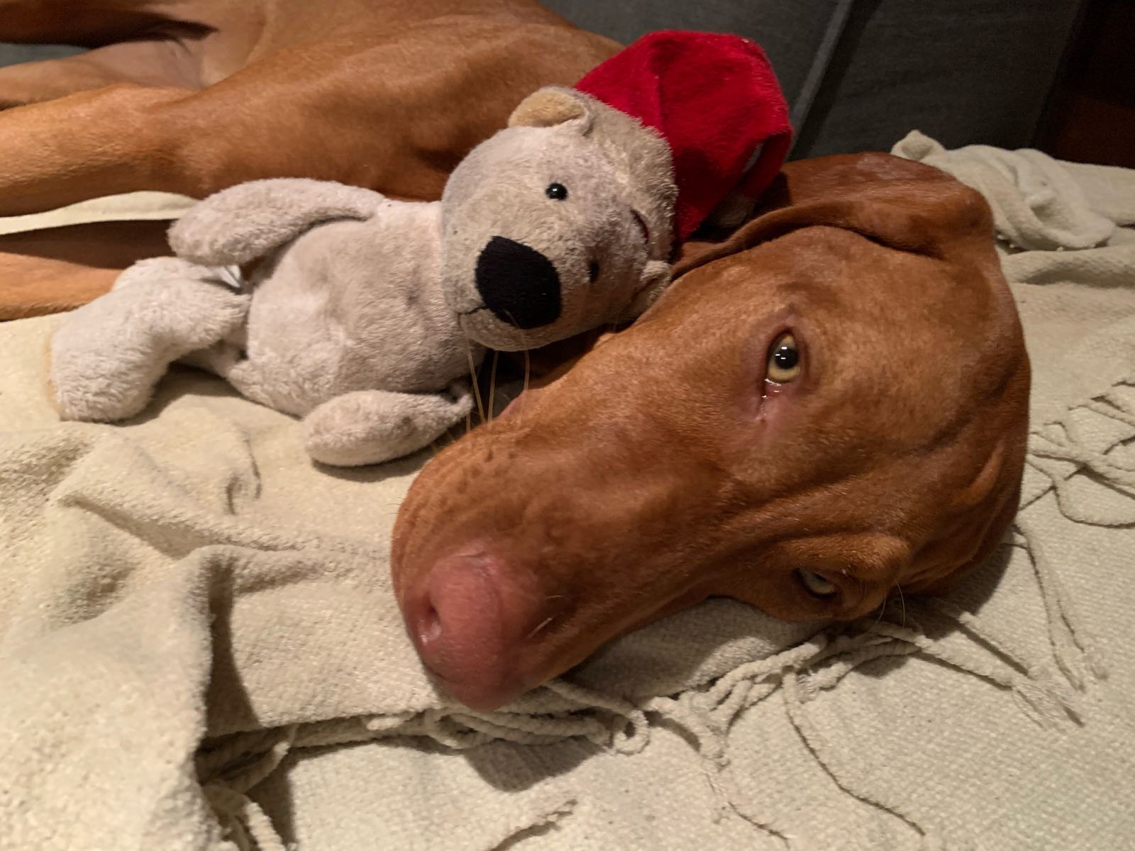 Please, Thank You, I’m sorry, and other things to learn in Slovak